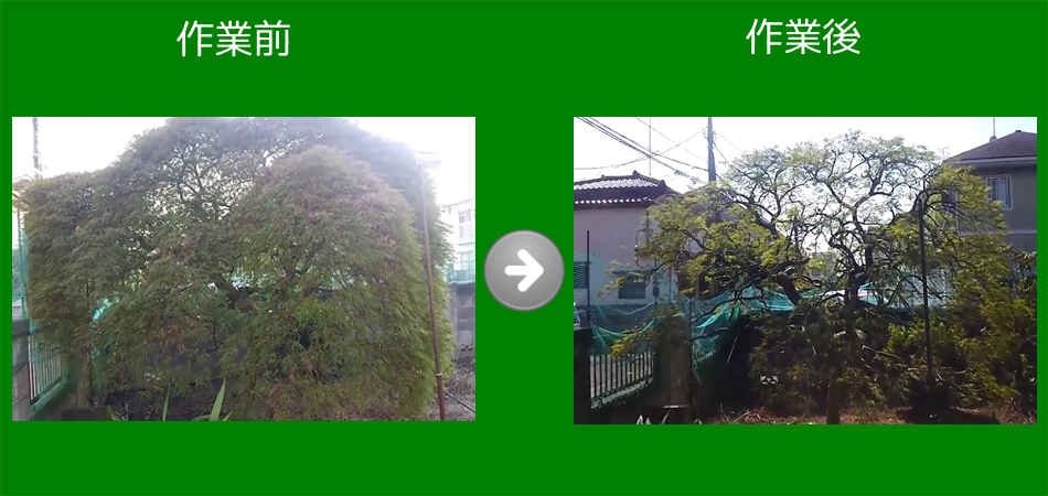 剪定、伐採 座間市 | 剪定 | 伐採 | 除草 | 株式会社大塚テクニカルサービス