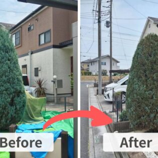 剪定前後のウィチタブルー（コニファー）の比較写真。左が剪定前、右が剪定後