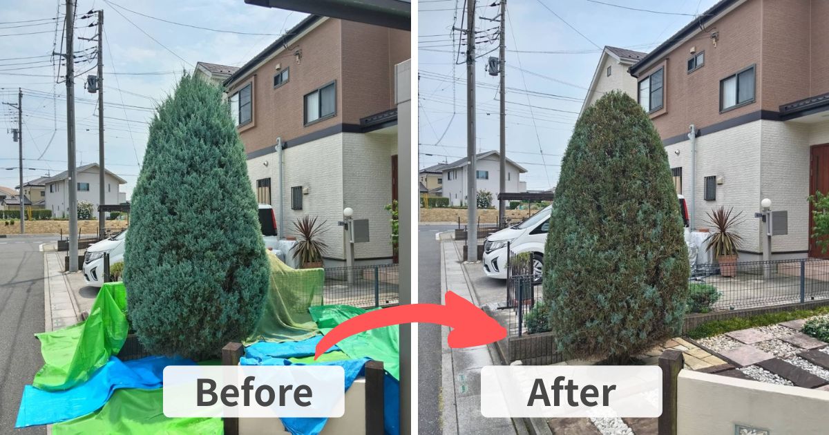 施工事例:コニファー(ウィチタブルー)の剪定|加須市・久喜市の植木屋 中島造園