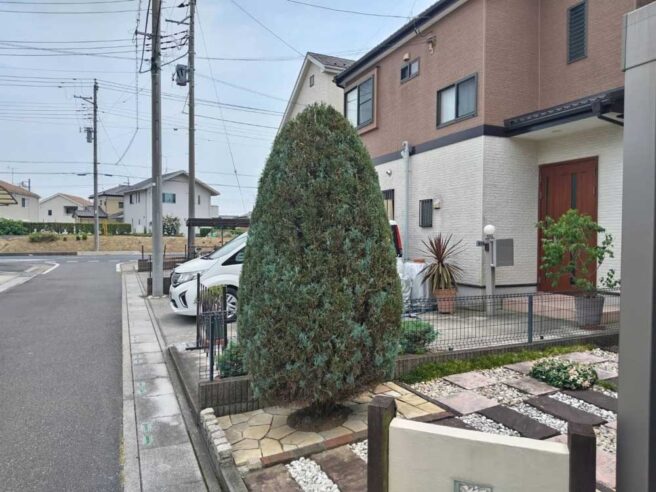 剪定後のウィチタブルー。高さを抑え、枝葉の広がりも収まりフェンス内にすっきりと収まった状態
