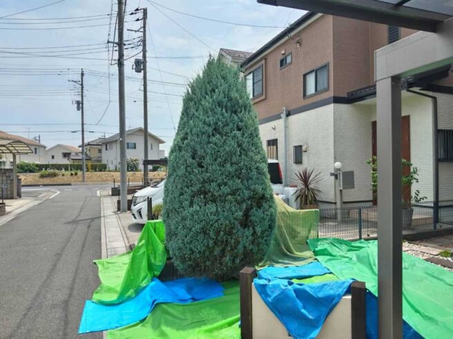 剪定前のコニファー（ウィチタブルー）。高さがあり、フェンスを越えそうになっている