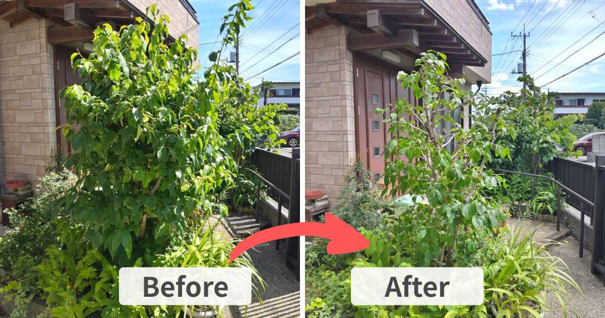 施工事例：蝋梅（ロウバイ）の剪定｜久喜市・加須市の植木屋【中島造園】