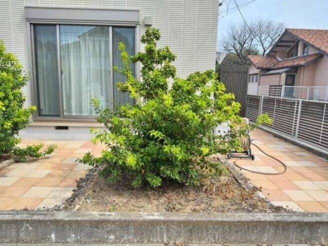剪定前のソヨゴ:植栽スペースから枝葉がはみ出している(栃木県佐野市)