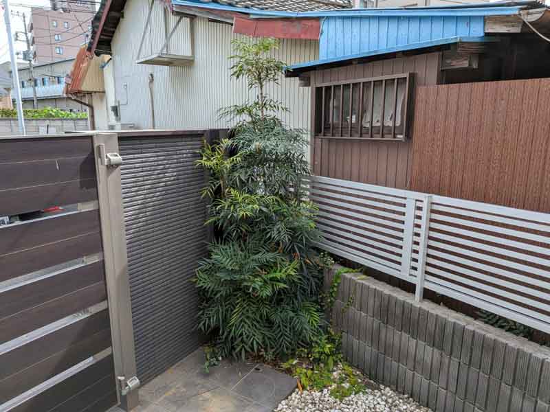 剪定前のマホニア・コンフューサ。玄関脇で高さ2mまで伸び、枝葉が密集して暗い印象を与えている。