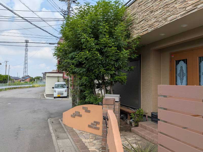 剪定前のシマトネリコ。高さ4mほどに伸びて枝葉が密集し、郵便ポストや道路側へはみ出して玄関脇を埋め尽くしている。