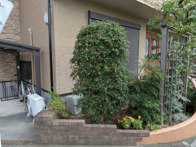 トキワマンサクの剪定後。不要な枝葉を整理し、高さを2m程度に調整したことで、風通しが良くコンパクトで美しい樹形に改善された様子。