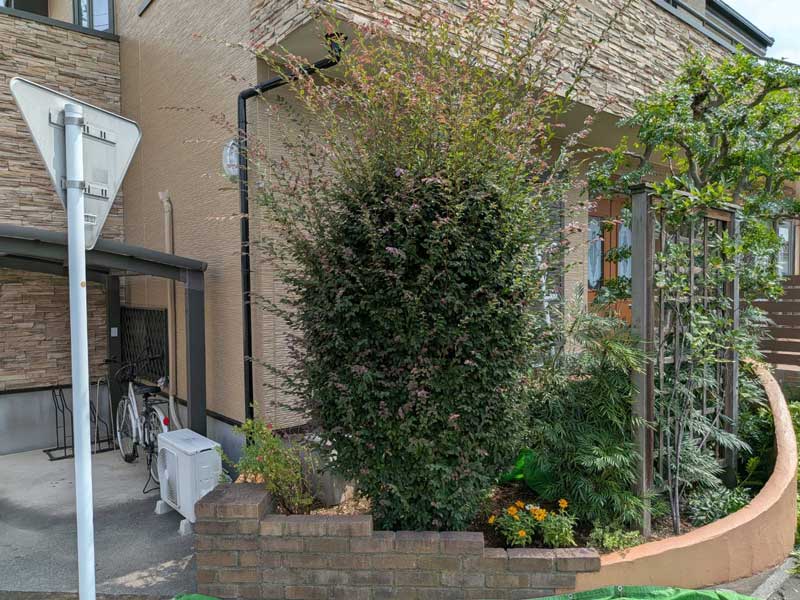 剪定前のトキワマンサク。玄関横の花壇で枝葉が過剰に伸長し、本来の樹形が見えないほど密集して圧迫感を与えている状態。