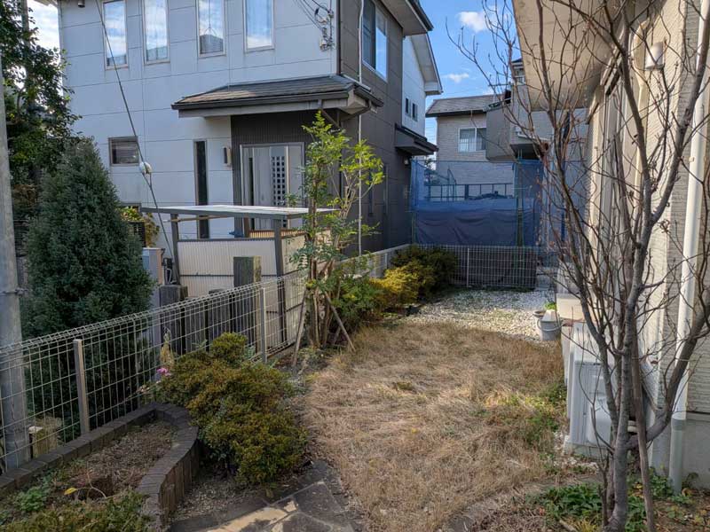 剪定後のシマトネリコ。高さを約1メートル切り下げて幅も縮小し、フェンスの内側にすっきりと収まった軽やかな樹形。