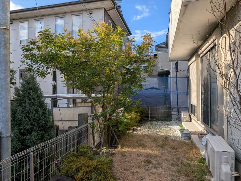 剪定前のシマトネリコ。境界フェンス沿いで上部の枝葉が重たく茂り、お隣の敷地へ向けて大きく越境してしまっている状態。