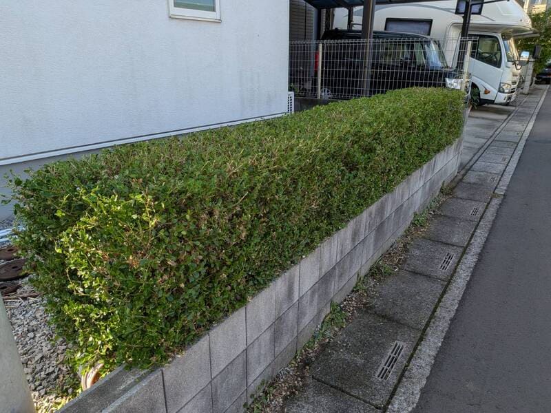 剪定によって高さと幅が一定に揃い、天端のラインが水平に整ったボックスウッドの端正な仕上がり。