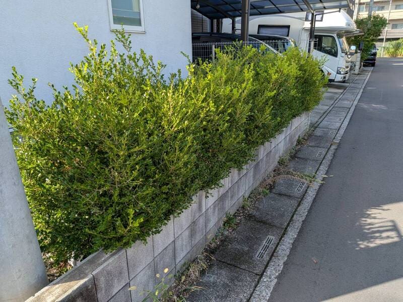 生垣として植えているボックスウッドが、枝葉が伸びて混みあったことで、樹形が乱れてしまった状態。