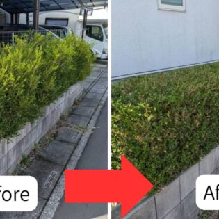 施工前(左)は枝葉が伸びて形が崩れたボックスウッドの生垣。施工後(右)は高さと形が均一に揃い、お住まいの周りがスッキリと整った様子。(白岡市の施工事例)