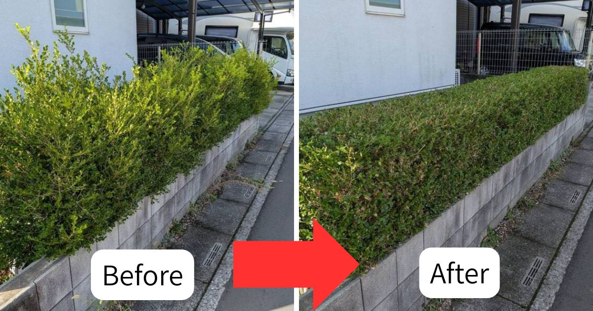 施工事例：白岡市でボックスウッド（西洋ツゲ）の剪定｜加須市・久喜市の植木屋【中島造園】
