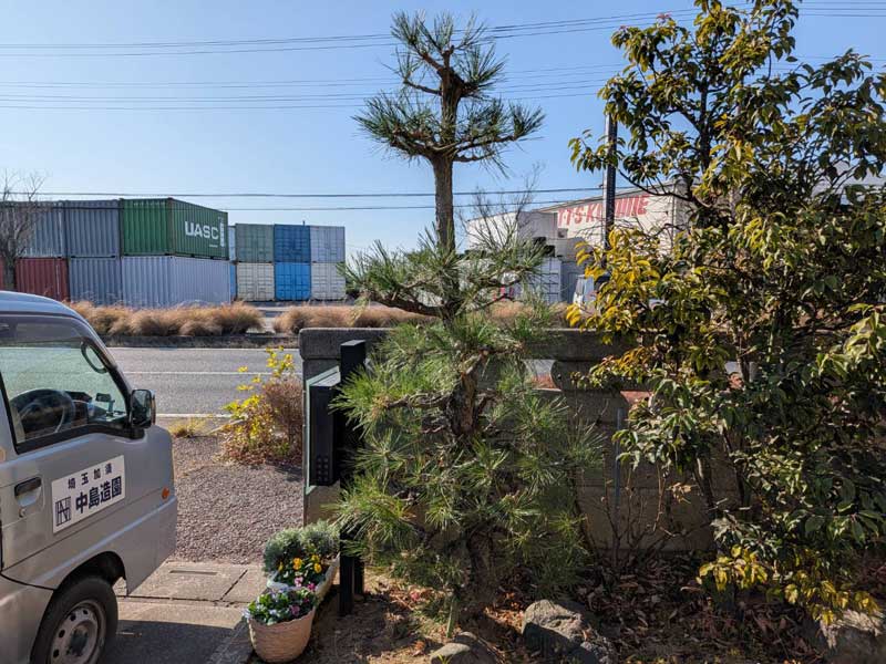 黒松の剪定後。高さを約30cmカットし、重なり合った枝を丁寧に間引いたことで、風通しが良くコンパクトで美しいシルエットに整った様子。