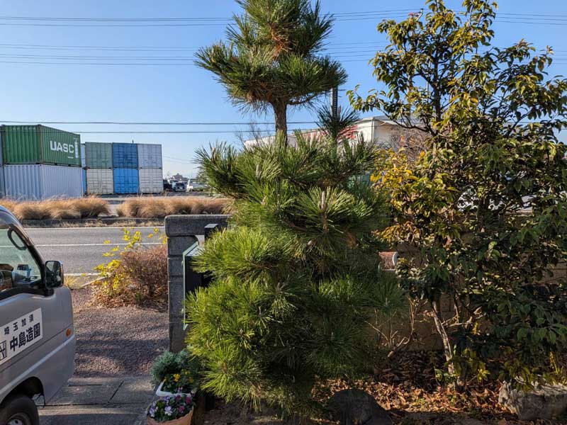 剪定前の黒松。道路沿いの塀のそばで枝葉が四方に広がり、樹高2mほどで本来の幹のラインが見えないほど密集して圧迫感を与えている状態。