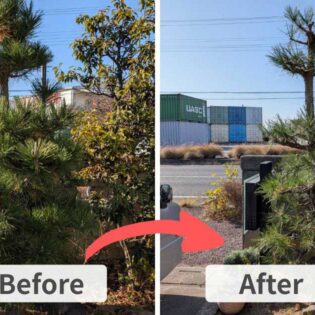 施工前（左）は埼玉県加須市の塀沿いで枝葉が密集し重たい印象の黒松。施工後（右）は高さが1.7mに抑えられ、枝葉の間から光が通るすっきりとした樹形に改善された様子。