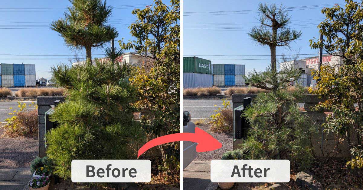 施工事例：加須市で黒松の剪定｜加須市・久喜市の植木屋【中島造園】