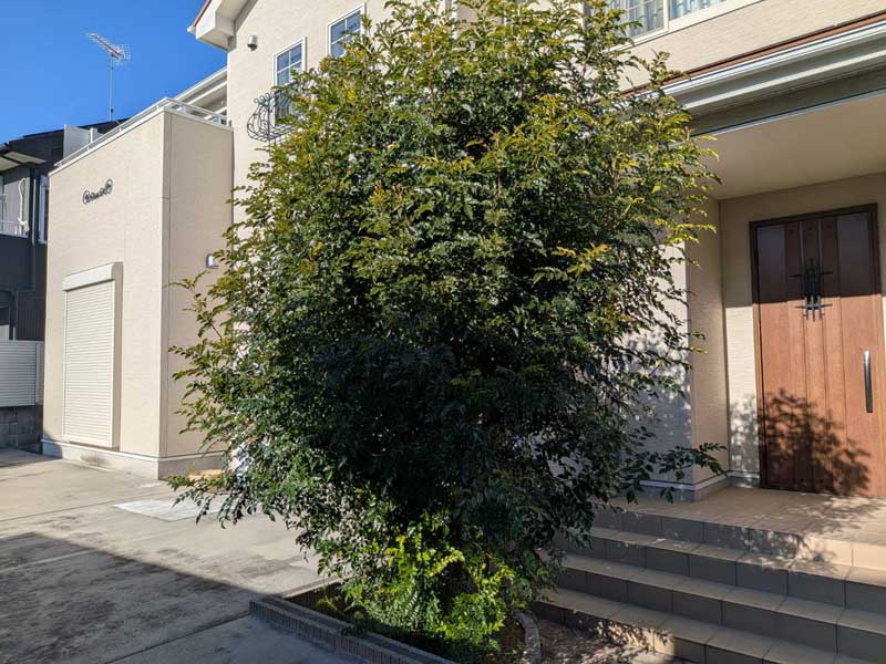 加須市の玄関前で3mほどに育ち、葉が密集して幹もポストも見えなくなったシマトネリコ。樹冠が縦長の卵型に大きく膨らんでいる施工前の状態。