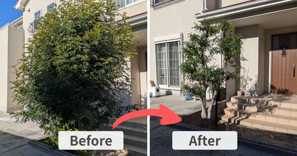 施工事例:加須市でシマトネリコを強剪定|加須市・久喜市の植木屋【中島造園】