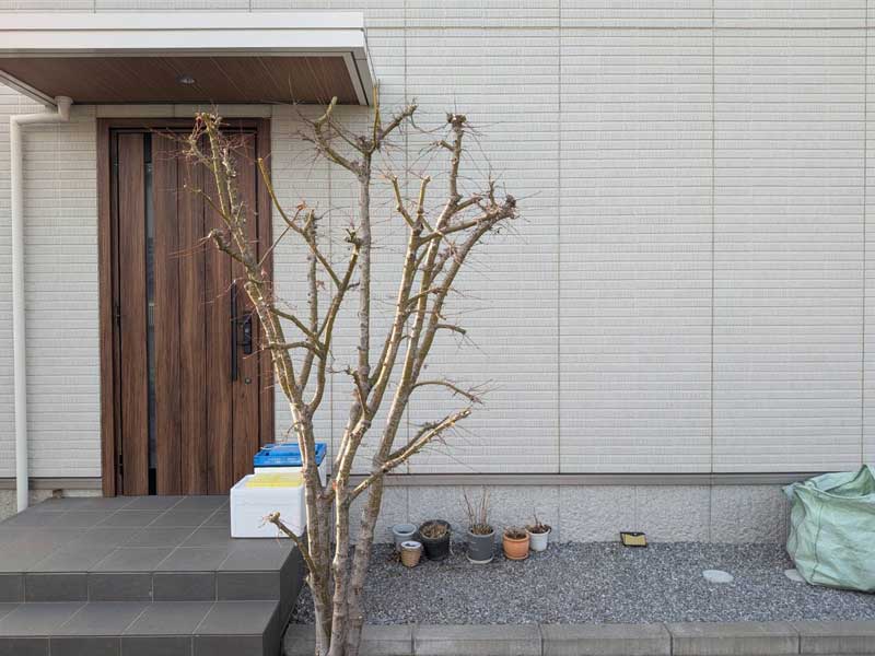 強剪定後のイロハモミジ。太めの枝を残して約2mに切り下げ、玄関まわりに余白が生まれ、人の通るところに枝がかからなくなった状態。
