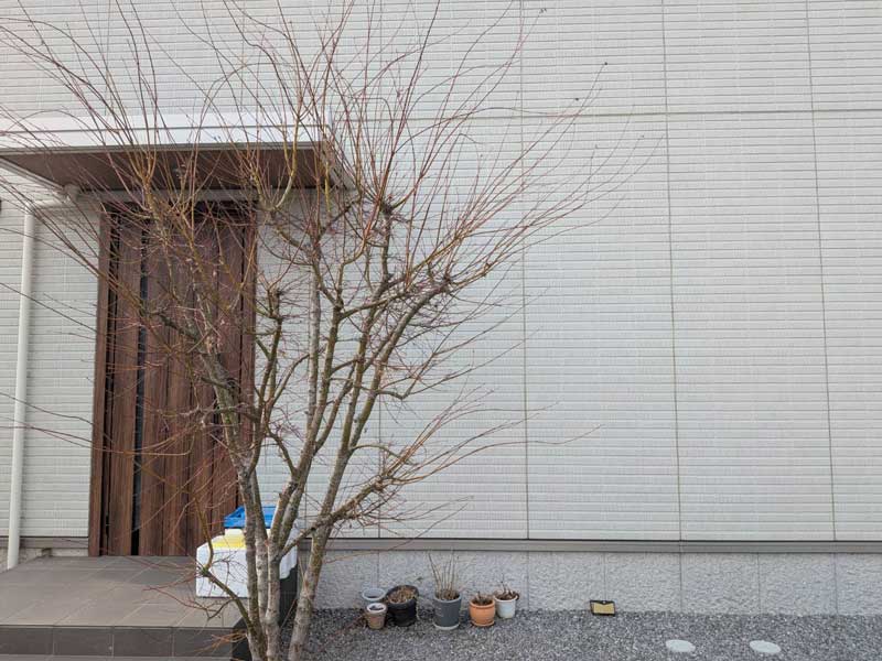 久喜市の玄関わきで3mほどに育ったイロハモミジ。細い枝が上にも横にも広がり、玄関前の通り道まで枝先が張り出している施工前の状態。