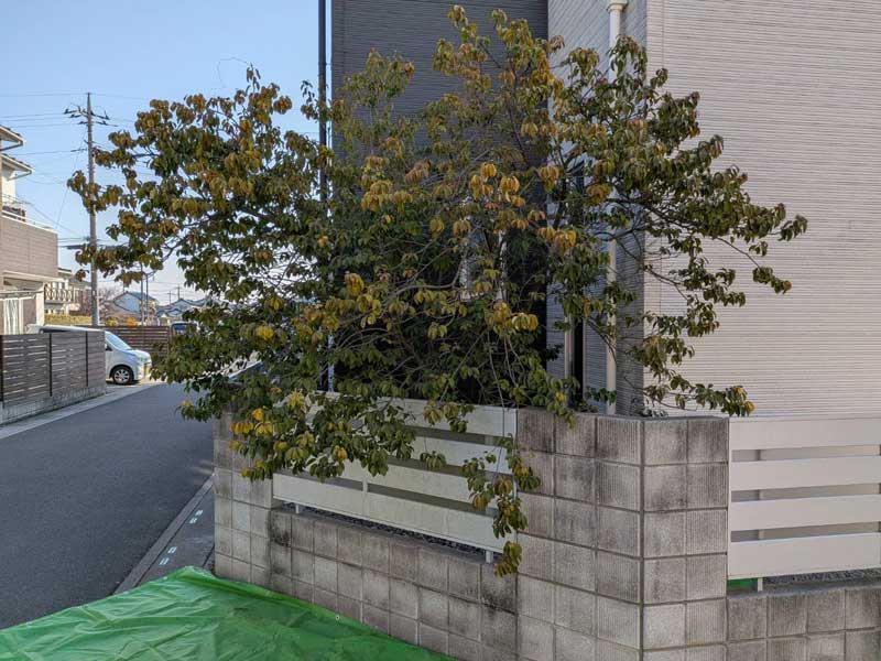 幸手市のフェンス沿いに植えられたソヨゴ。高さが約3mまで伸び、道路側へ枝先が張り出している施工前の状態。
