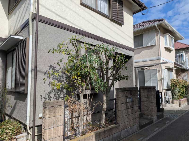 高さ約2mまで切り詰め、枝葉の量が減って幹や枝が見えるようになり、フェンス沿いに収まったキンモクセイの剪定後の様子。
