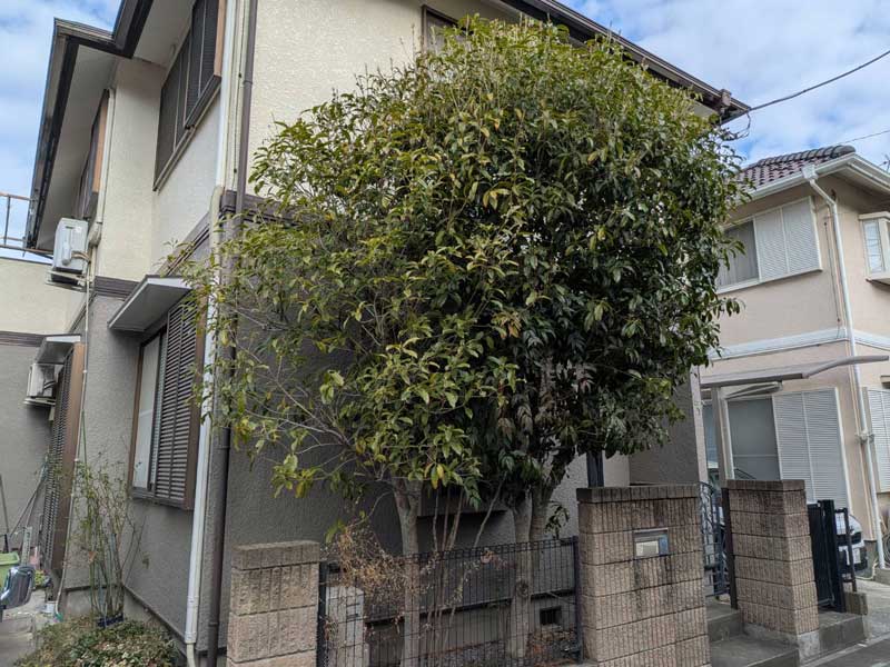 加須市の住宅フェンス沿いで高さ約3mまで育ち、枝葉が密に茂って通り道側へ張り出したキンモクセイの剪定前の様子。