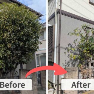 施工前(左)は加須市の住宅フェンス沿いで高さ約3mまで枝葉が茂ったキンモクセイ。施工後(右)は高さ約2mまで切り詰め、フェンスからの張り出しが抑えられた様子。
