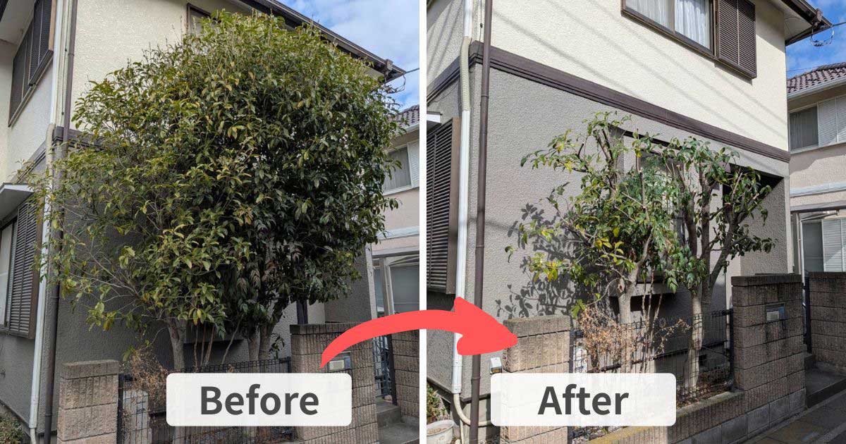 施工事例：加須市でキンモクセイを強剪定｜久喜市・幸手市の植木屋【中島造園】