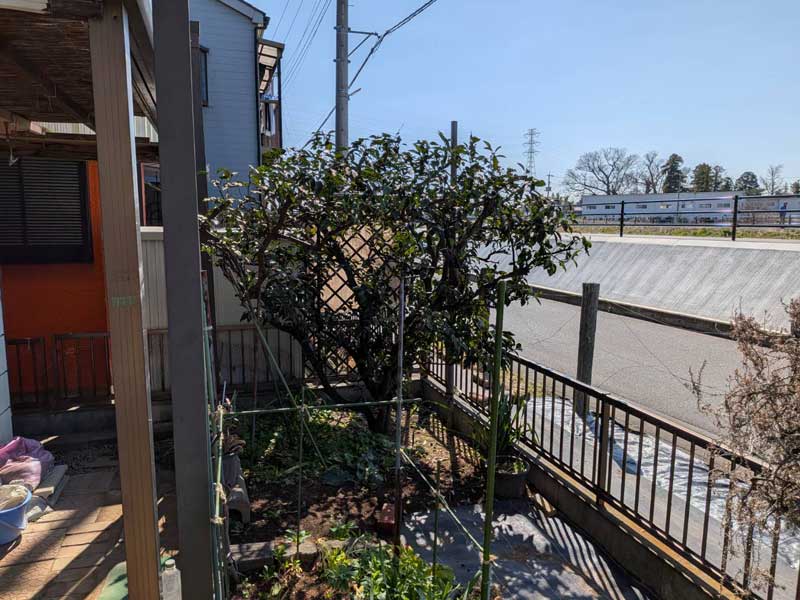 剪定後のみかんの木。高さを約2mに下げ、横方向の枝も内側へ切り詰めたことで、歩道側への張り出しがなくなり、幹や太い枝が見えやすくなっている。