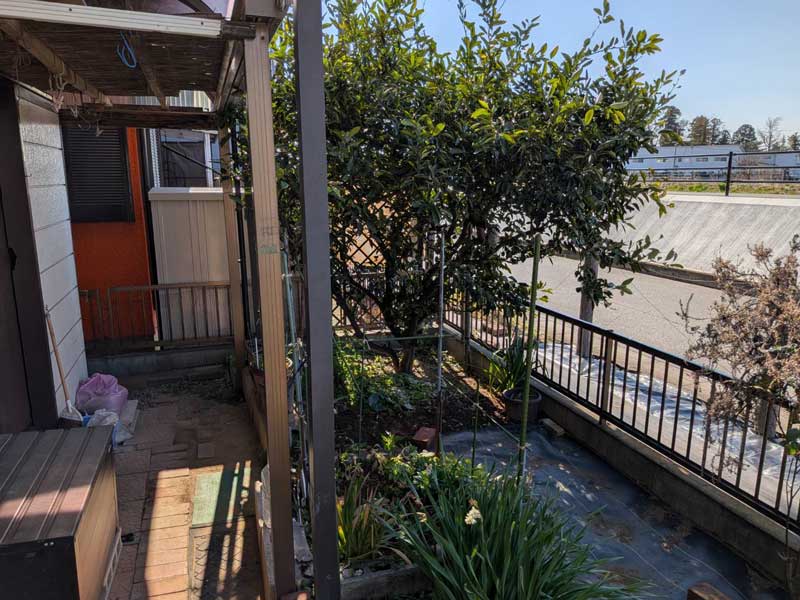加須市でフェンス沿いに植えられた剪定前のみかんの木。高さ約3mまで育ち、枝葉が上方向と横方向へ広がり、一部がフェンスを越えて歩道側へ張り出している。