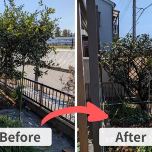 施工前(左)は加須市のフェンス沿いで高さ約3mまで育ち、枝葉が歩道側へ張り出したみかんの木。施工後(右)は高さを約2mに下げ、歩道側への枝の張り出しを抑えた様子。
