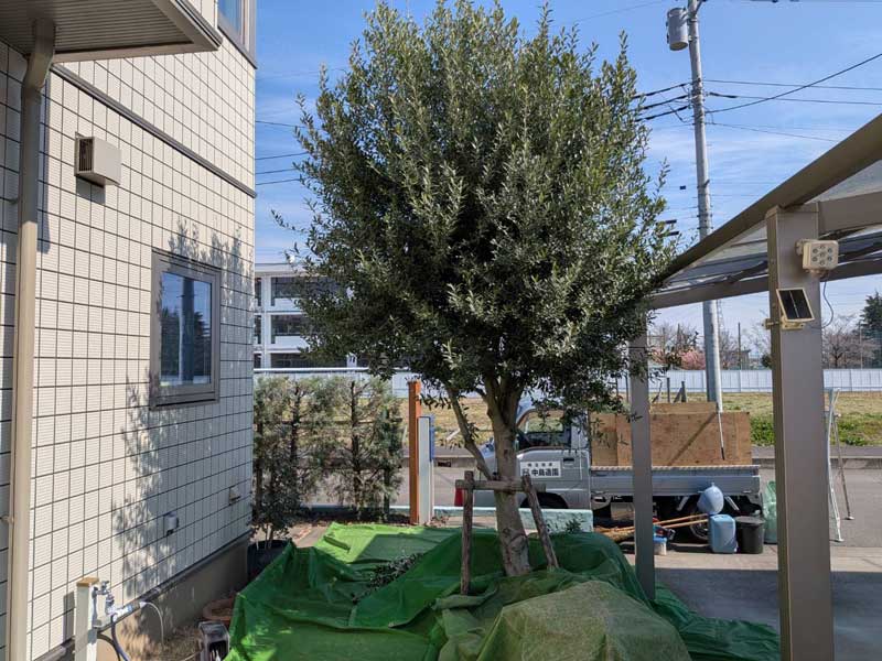 剪定前のオリーブ。建物とカーポートの間の植栽スペースで、細長い葉を付けた枝葉が上部と左右へ丸く広がり、根元まわりには養生用のシートが敷かれている。