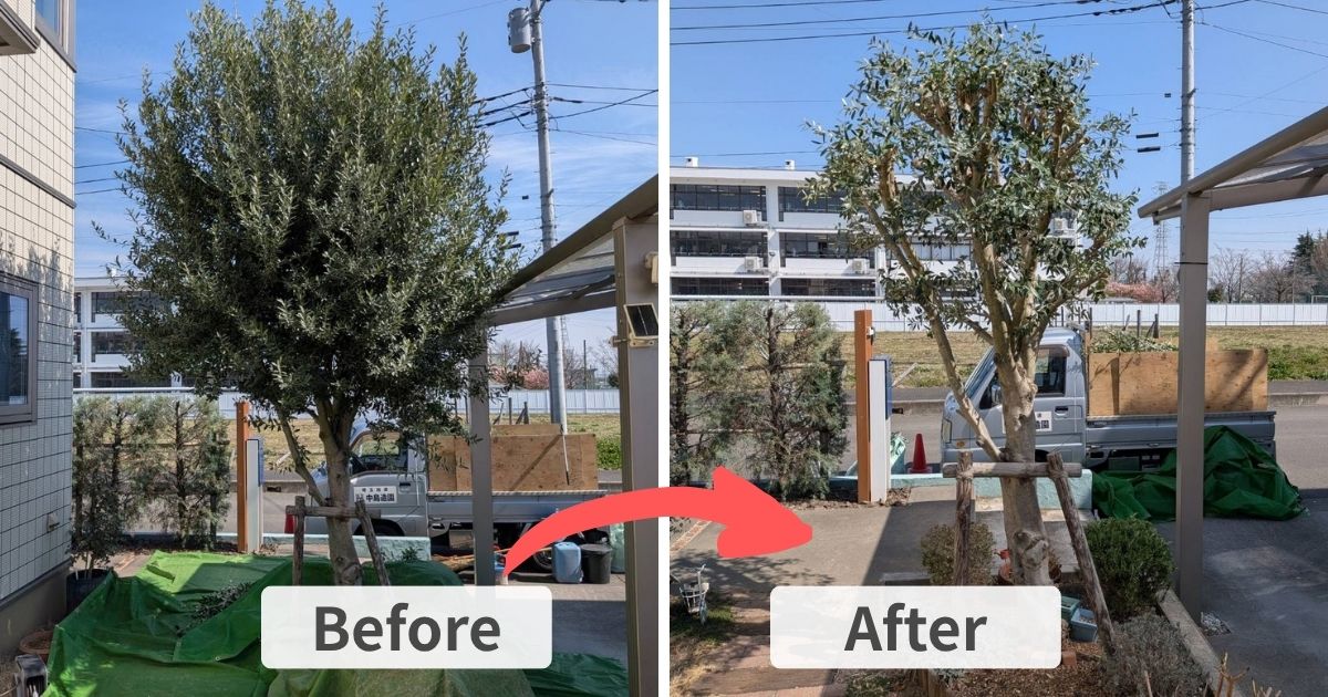 施工事例：古河市でオリーブを強剪定｜加須市・久喜市の植木屋【中島造園】