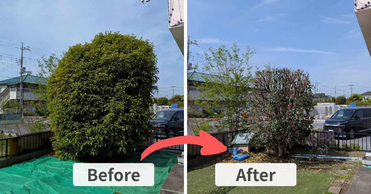 施工事例：加須市でキンモクセイを強剪定｜加須市・久喜市の植木屋【中島造園】